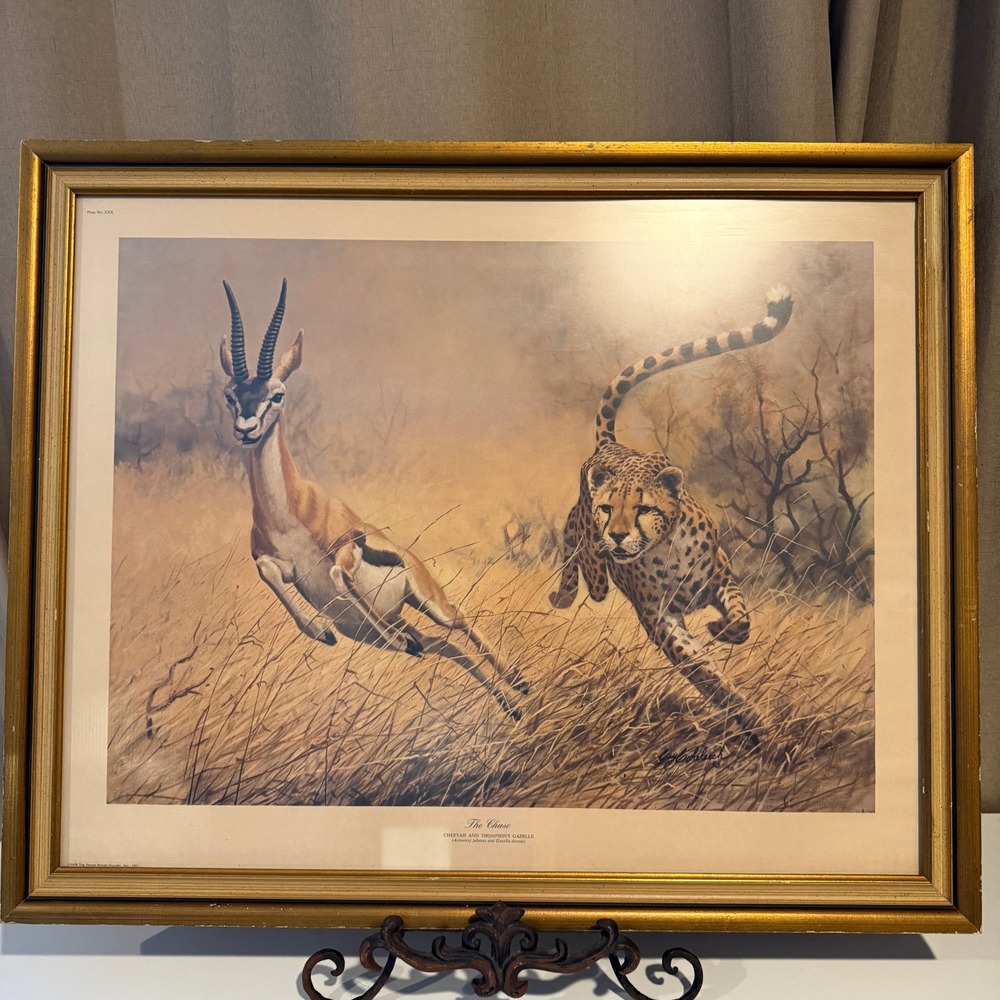 Guy Coheleach The Chase Cheetah Gazelle Wildlife Art Print 1973 Framed Plate XXX